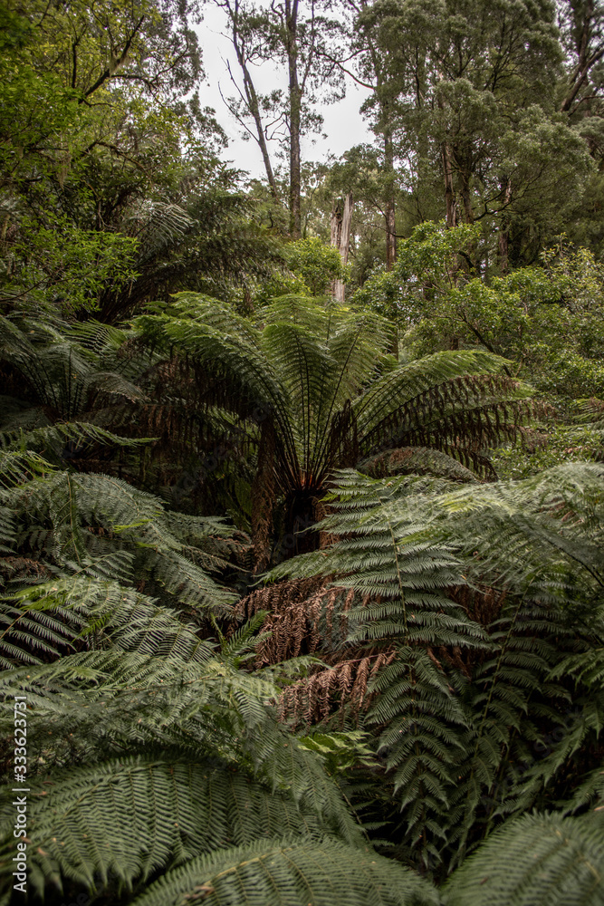 Farn Wald Farn Wald