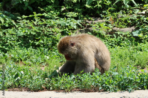 長野県　地獄谷野猿公苑　何探してるの　お猿さん © wankodog