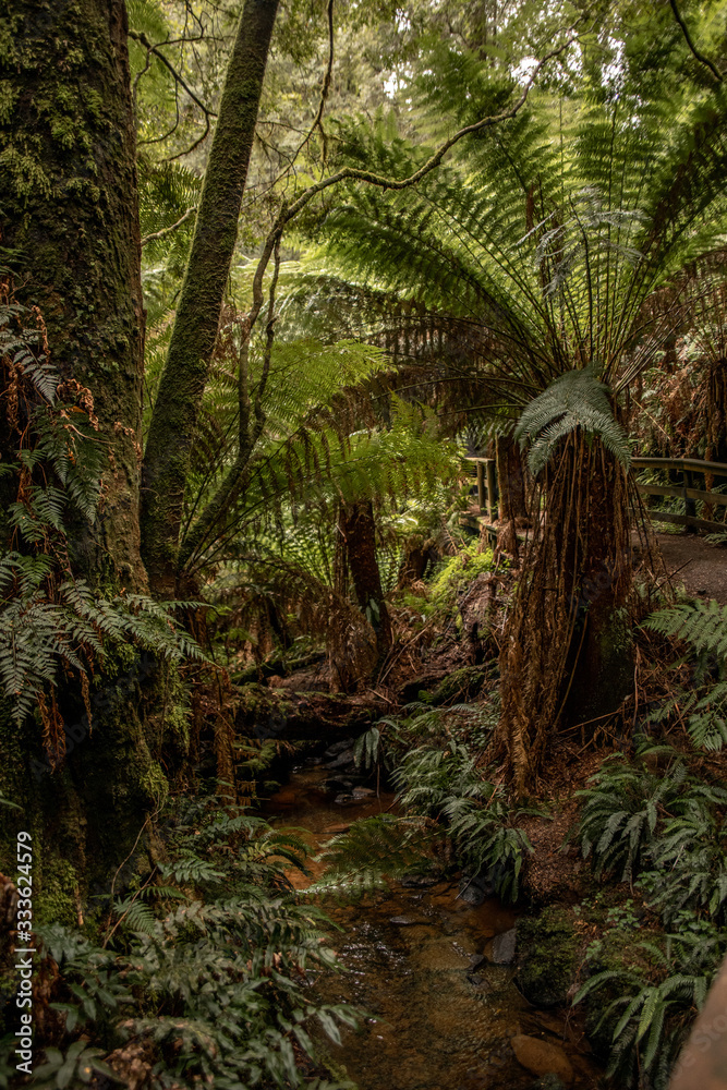 Obraz premium Urwald in Australien