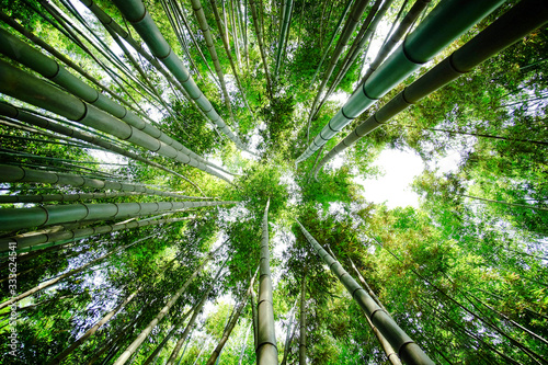 Bamboo forest looking up from below