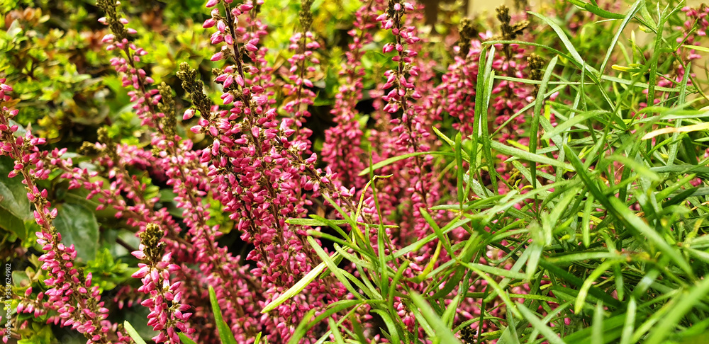 Pink and white Calluna vulgaris flowers blooming in the grass on an autumn day. Panorama. Pink and white Calluna vulgaris flowers blooming in the grass on an autumn day. Panorama.