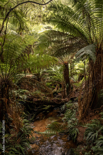 Fototapeta Naklejka Na Ścianę i Meble -  tropischer Wald