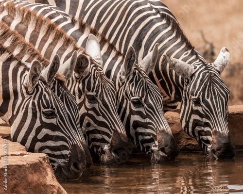 Herd of zebras drinking water at a water hole  on a hot day  at Kidepo Valley National Park  Uganda