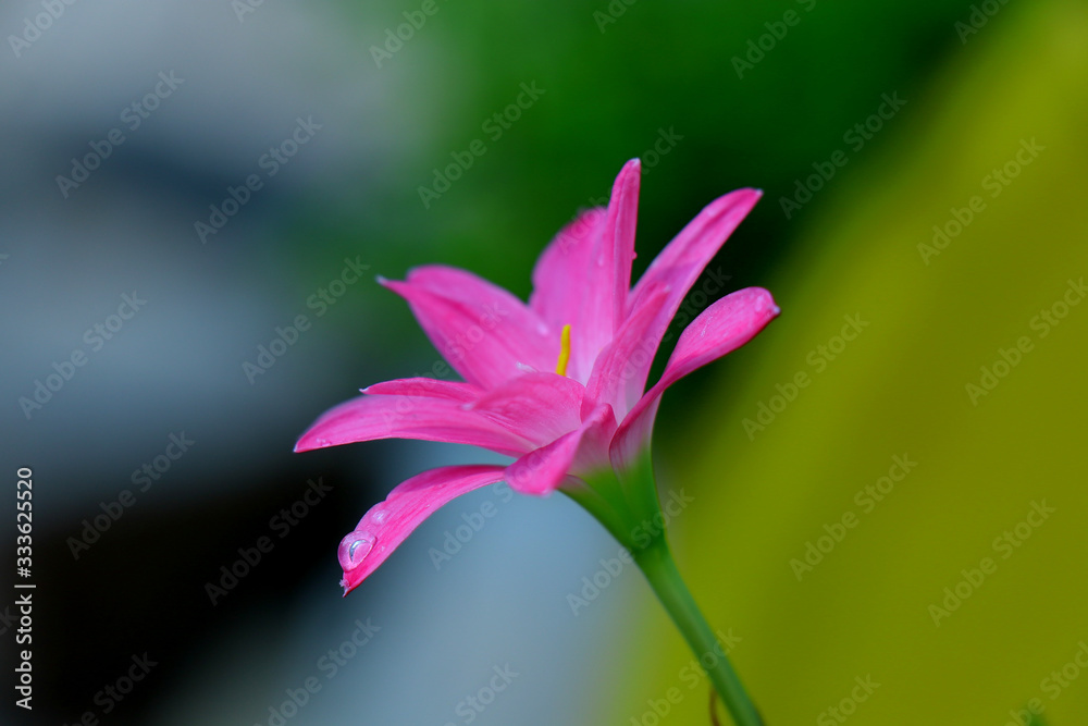 A beautiful purple color Indian rain lily flowers with rain drops and natural sun light rooms and background blur. Botanical name Zephyranthes family or indian lily or rain lily A beautiful purple color Indian rain lily flowers with rain drops and natural sun light rooms and background blur. Botanical name Zephyranthes family or indian lily or rain lily