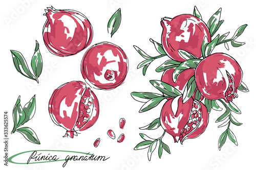 Ripe fruit of pomegranate on a branch is isolated on a white background. Vector illustration of pomegranate with leaves. Hand drawn sketch painting