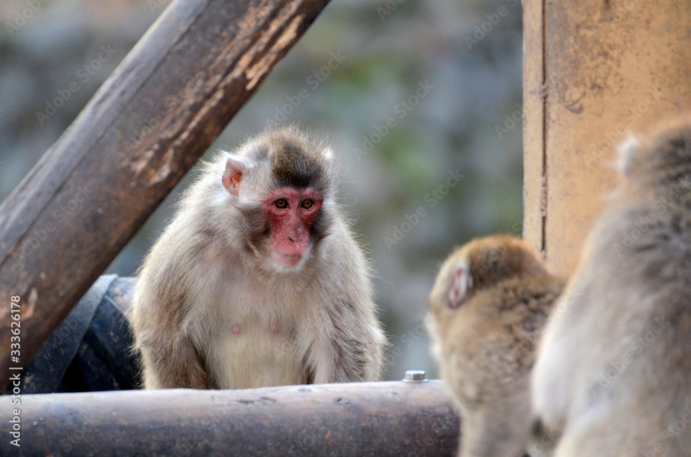 Naklejka premium ニホンザル