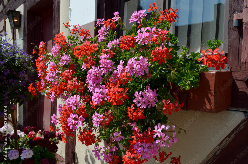 Group of vivid pink and red Pelargonium flowers, known as geraniums or storksbills and fresh green leaves in small pots in front of an old timber house in sunny spring day, multicolor natural texture
