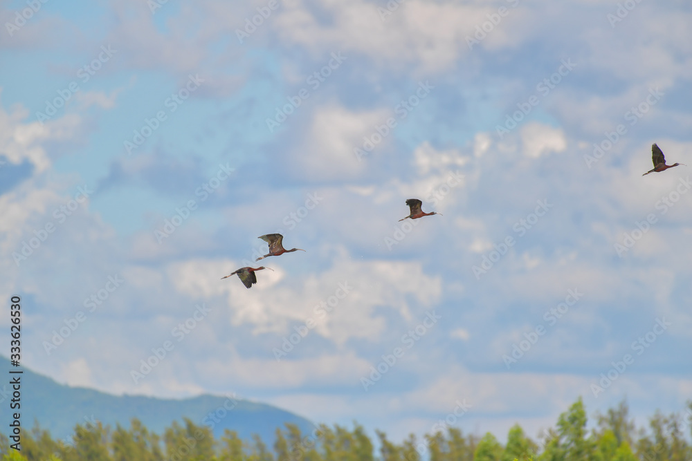 Glossy Ibis bird flying on blue sky. Glossy Ibis bird flying on blue sky.
