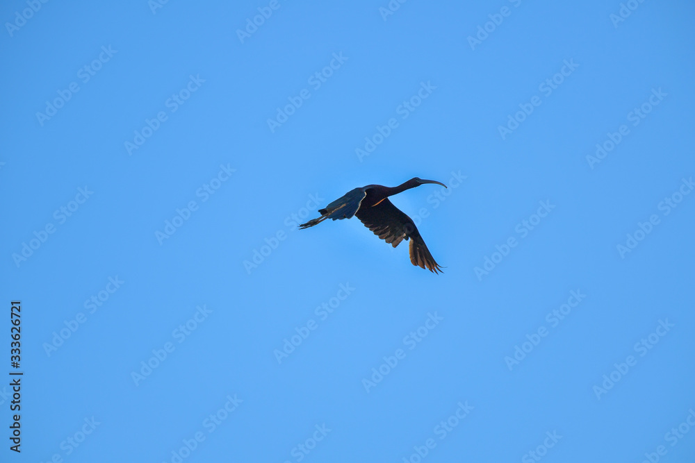 Glossy Ibis bird flying on blue sky. Glossy Ibis bird flying on blue sky.