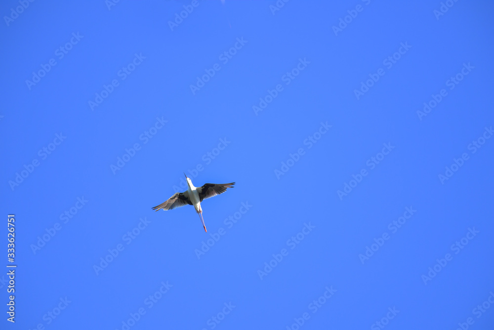 Black-winged Stilt bird flying on blue sky.