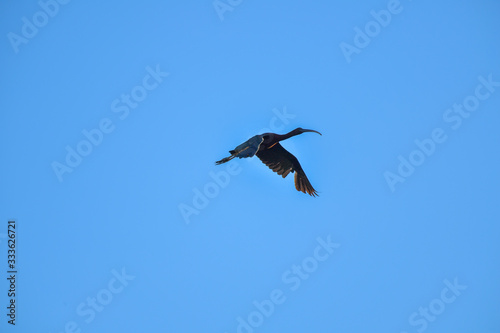 Glossy Ibis bird flying on blue sky.