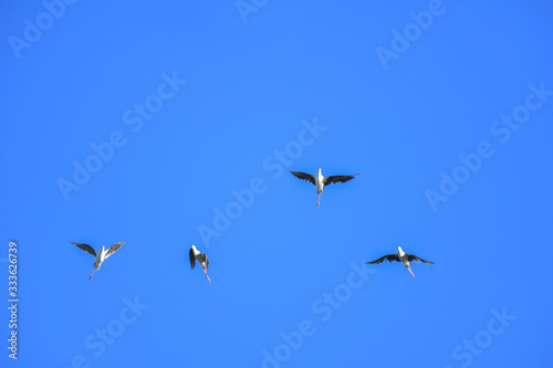 Black-winged Stilt bird flying on blue sky.