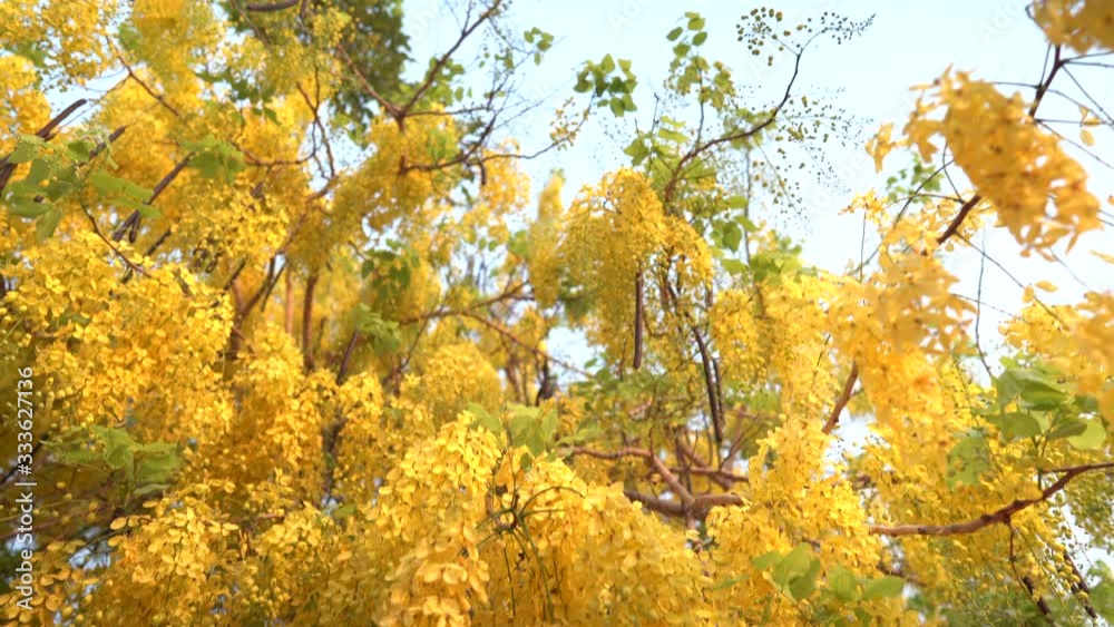 Local season summer yellow flowers in Thailand called Coon flowers Local season summer yellow flowers in Thailand called Coon flowers