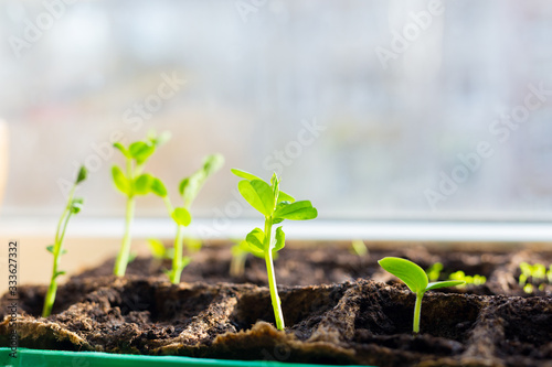 Young seedlings in tray on window sill pea seedling in greenhouse. Agriculture concept Selective focus Copy space Spring