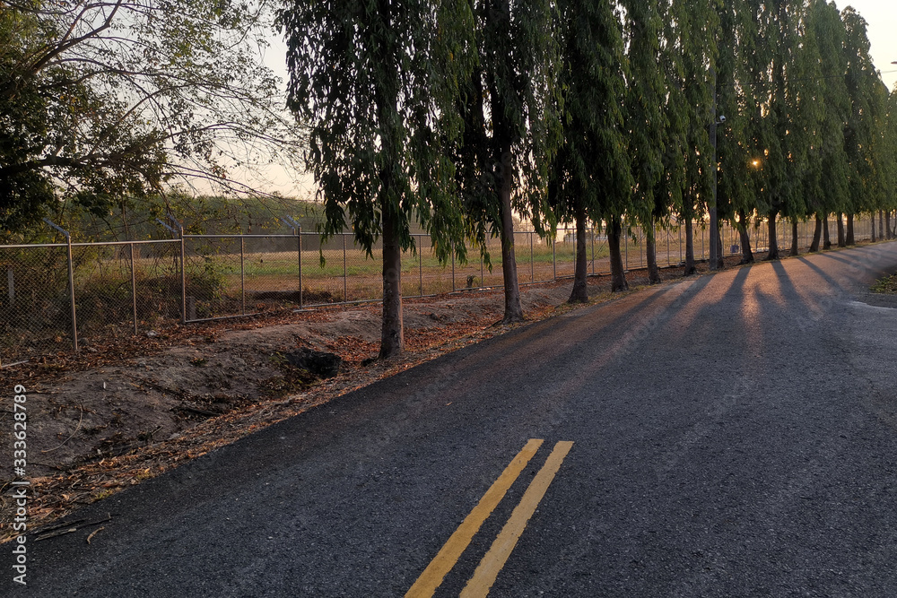 Fototapeta premium Empty road with yellow strips in big tree garden sunset time.