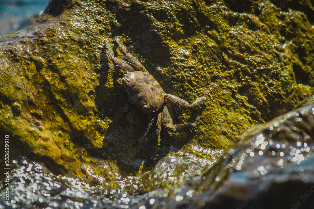 Brown crab resting on a slippery wet rock surface at a beach or seafront. Crab in camouflage colors resting on the sun.