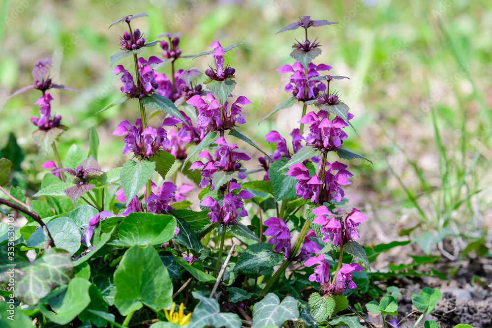 Many vivid dark purple flowers of Lamium album plant, commonly known as dead nettle in a forest in a sunny spring day, beautiful outdoor floral background photographed with soft focus Many vivid dark purple flowers of Lamium album plant, commonly known as dead nettle in a forest in a sunny spring day, beautiful outdoor floral background photographed with soft focus