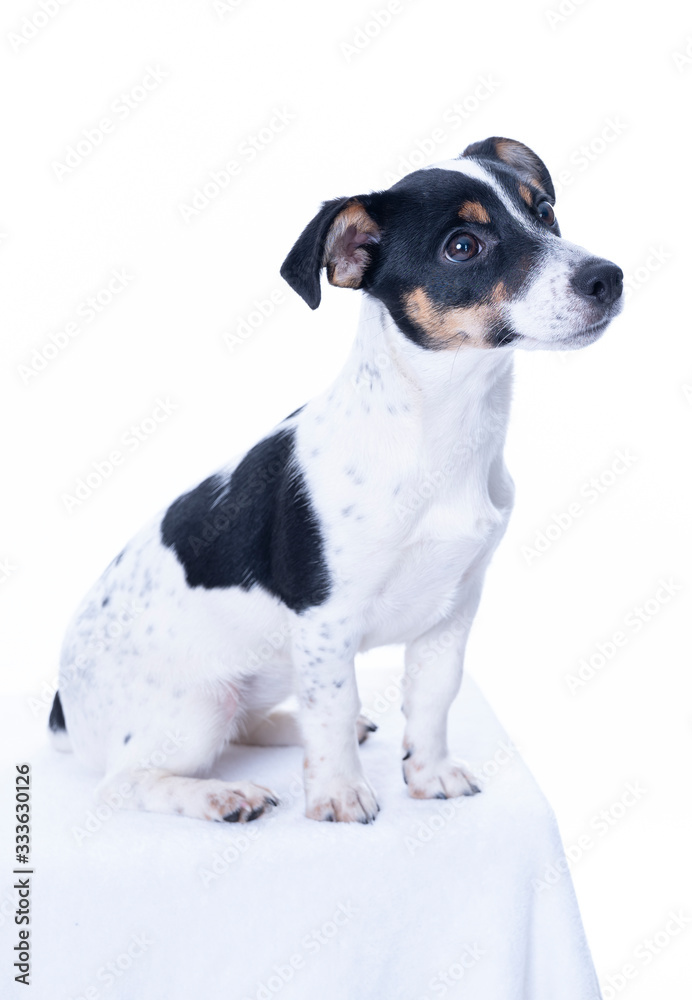 Brown, black and white Jack Russell Terrier posing in a studio, looking to the right, isolated on a white background, copy space
