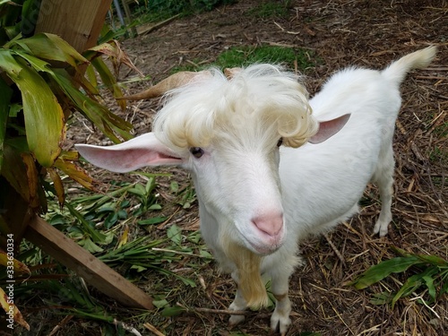 やぎ　Goat