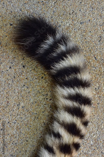 Stripes on the cheetah's tail