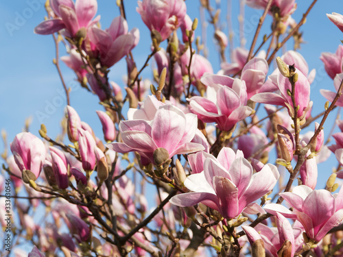 Magnolia soulangeana | Saucer magnolia, beautiful ornamental tree in early spring flowering under a blue sky photo