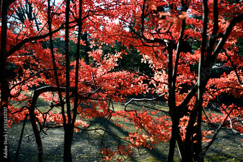 Karuizawa Kumoba Ike, Nagano Japan
