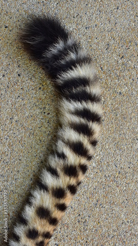 Stripes on the cheetah's tail