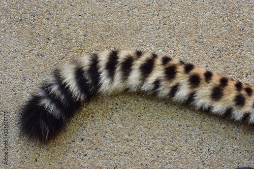 Stripes on the cheetah's tail