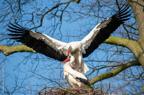 stork in nest