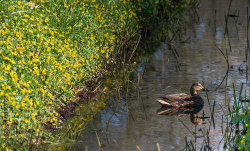 duck in creek