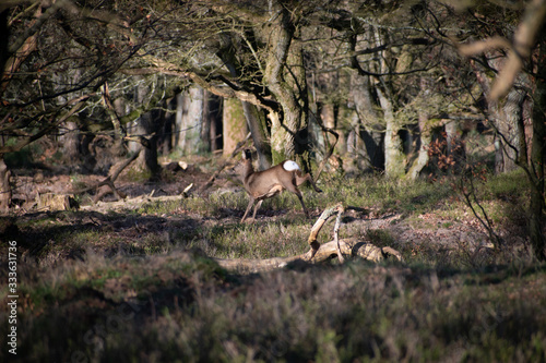 herd of deer in forest