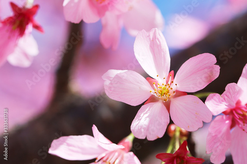 桜 © yu_photo