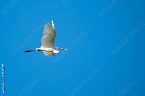 great egret in flight