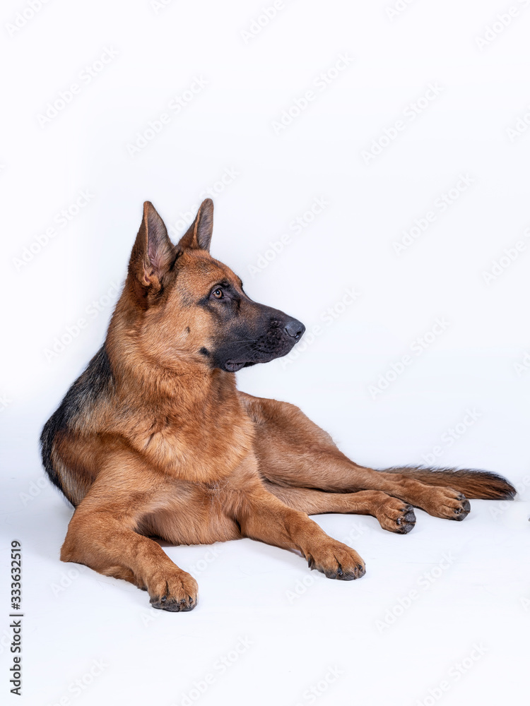 Portrait of a German Shepherd, 3 years old, full body, lie down on white background, copy-space Portrait of a German Shepherd, 3 years old, full body, lie down on white background, copy-space