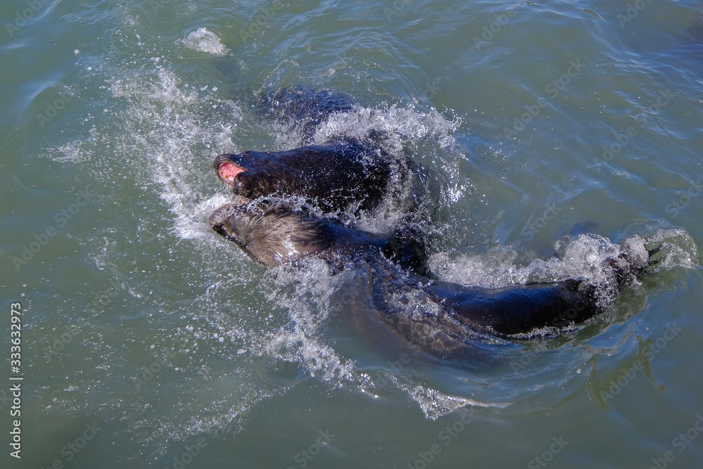 Obraz premium Sea lions entertaining tourists by playing and posing for photos at the fishing dock and harbor, Punta Del Este, Uruguay