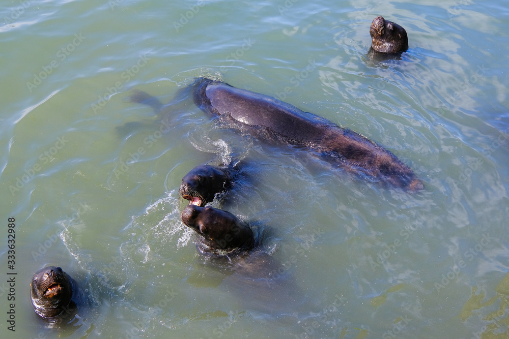 Obraz premium Sea lions entertaining tourists by playing and posing for photos at the fishing dock and harbor, Punta Del Este, Uruguay