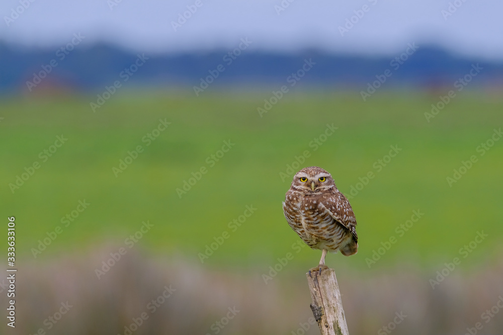 Beautiful Burrowing Owl with yellow eyes, Athene Cunicularia, standing on a pole, Uruguay, South America Beautiful Burrowing Owl with yellow eyes, Athene Cunicularia, standing on a pole, Uruguay, South America