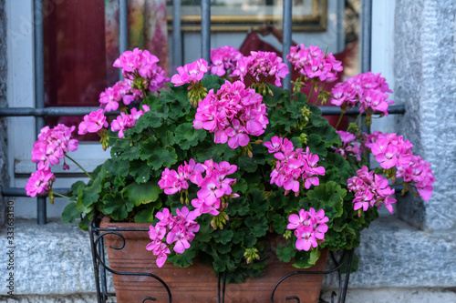 Group of vivid pink Pelargonium flowers  known as geraniums or storksbills and fresh green leaves in small pots in front of an old timber house in a sunny spring day  multicolor natural texture