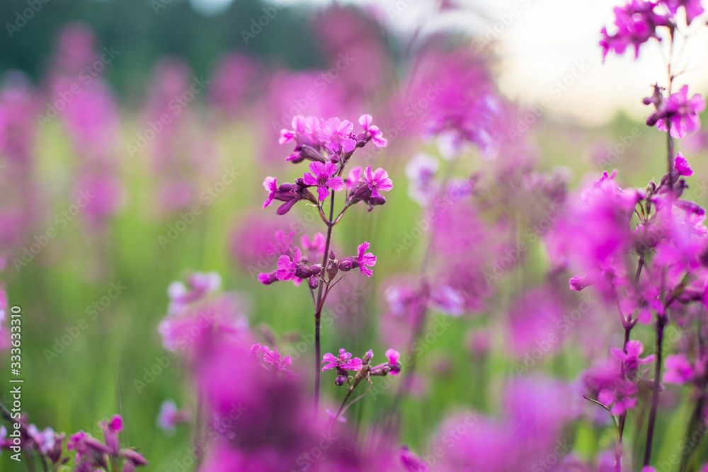 Purple Flowers Viscaria Vulgaris On Meadow Close Up. Purple Flowers Viscaria Vulgaris On Meadow Close Up.