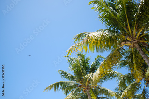 branches of coconut palms under blue sky .