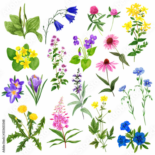 Watercolor field flowers set, wild herbs and plants