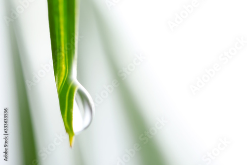 Grass with water drop, closeup © Pixel-Shot