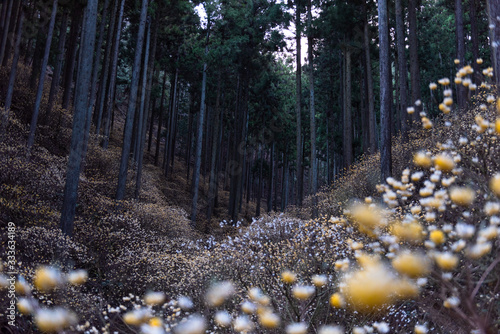 茂木町焼森山　ミツマタ群生地