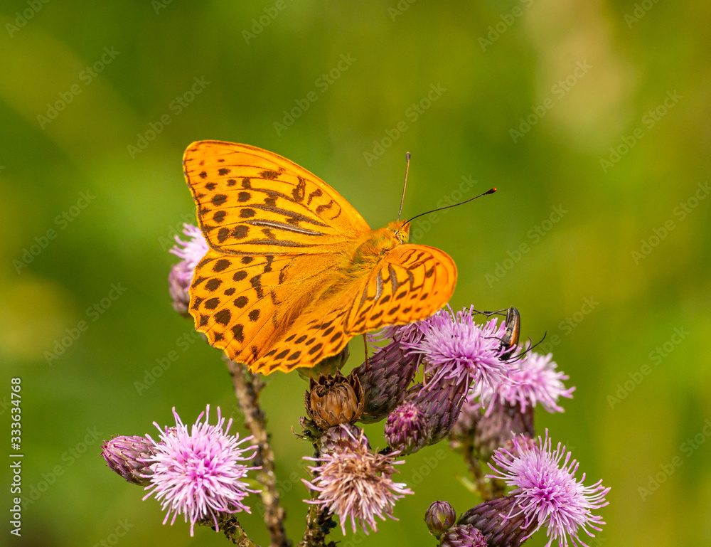 Fototapeta premium orange brown butterfly silver-washed fritillary (Argynnis paphia) sitting on thistle blossoms