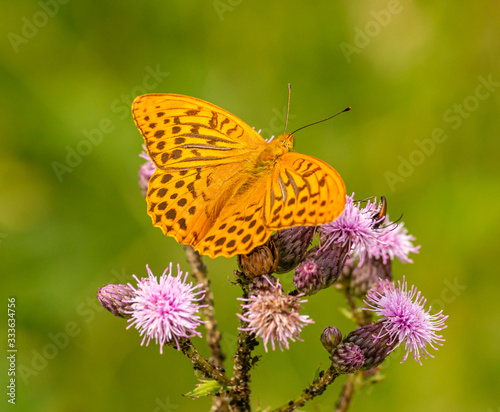 orange brown butterfly silver-washed fritillary (Argynnis paphia) sitting on thistle blossoms