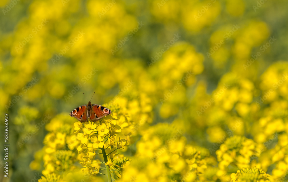 peacock butterfly (Aglais io) sitting on yellow rape flower peacock butterfly (Aglais io) sitting on yellow rape flower