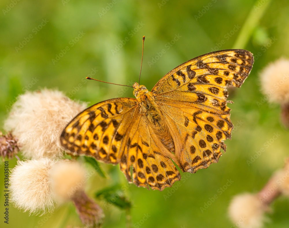 orange brown butterfly silver-washed fritillary (Argynnis paphia) sitting on thistle blossoms orange brown butterfly silver-washed fritillary (Argynnis paphia) sitting on thistle blossoms