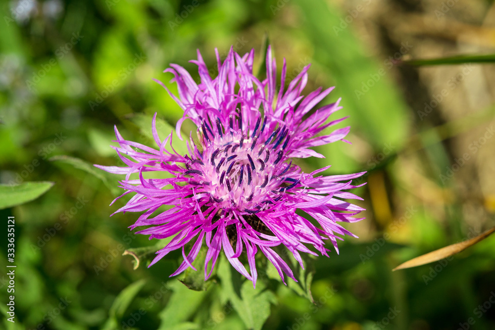 macro photo of an alpine cornflower (Centaurea montana) on a green natural background macro photo of an alpine cornflower (Centaurea montana) on a green natural background