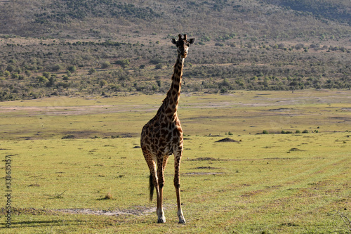 Giraffe in Maasai Mara, Kenya