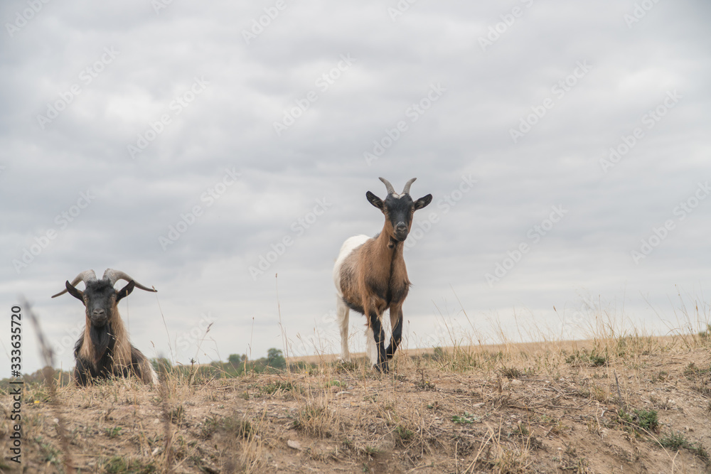 Goats Climbing Over A Hill